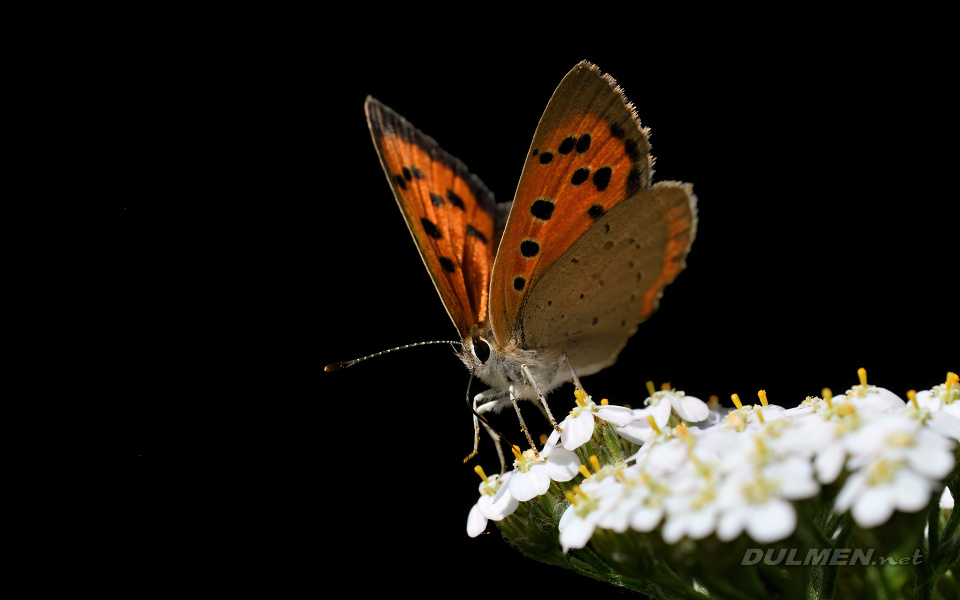 01 Small Copper (Lycaena phlaeas)